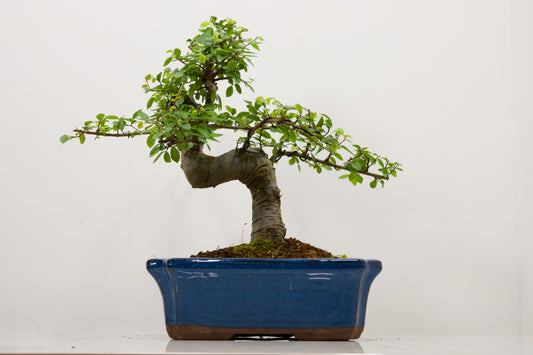 Large Chinese Elm Bonsai and Care Kit in 24cm Blue Ceramic Pot