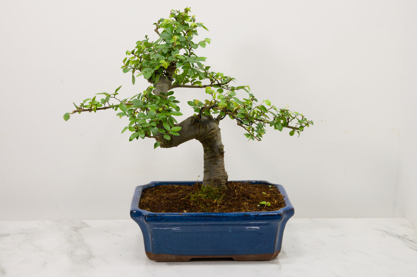 Large Chinese Elm Bonsai and Care Kit in 24cm Blue Ceramic Pot