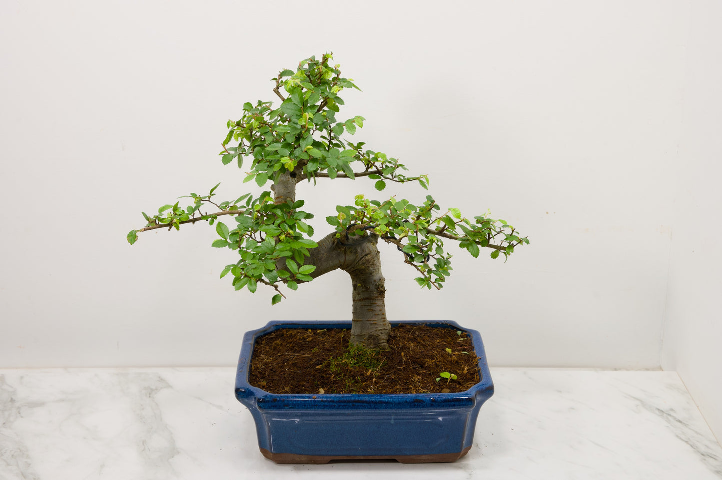 Large Chinese Elm Bonsai and Care Kit in 24cm Blue Ceramic Pot