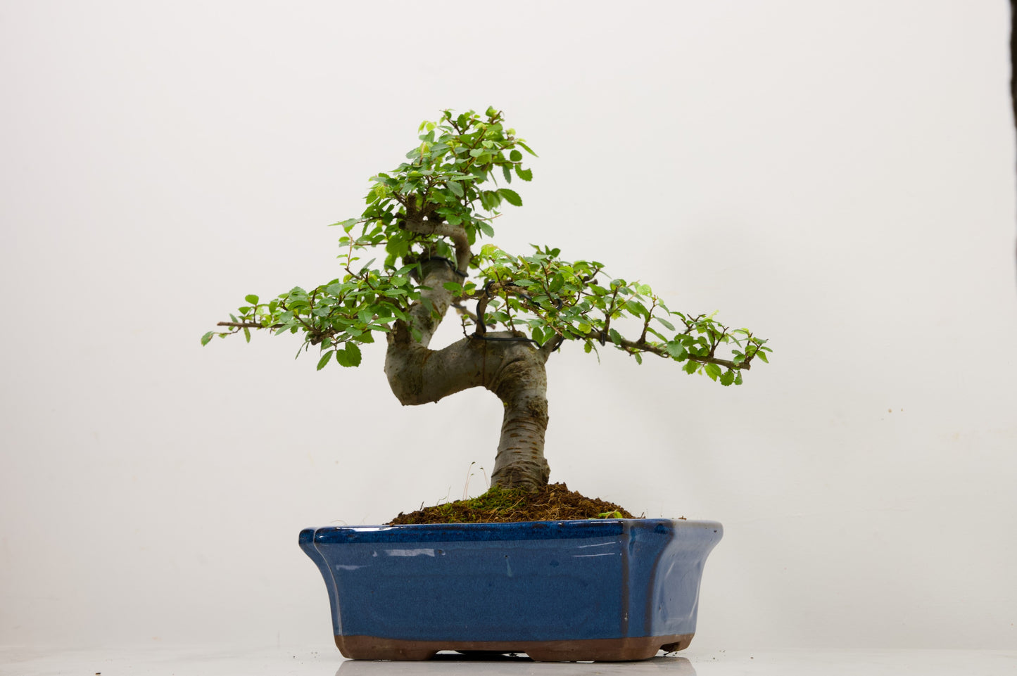 Large Chinese Elm Bonsai and Care Kit in 24cm Blue Ceramic Pot