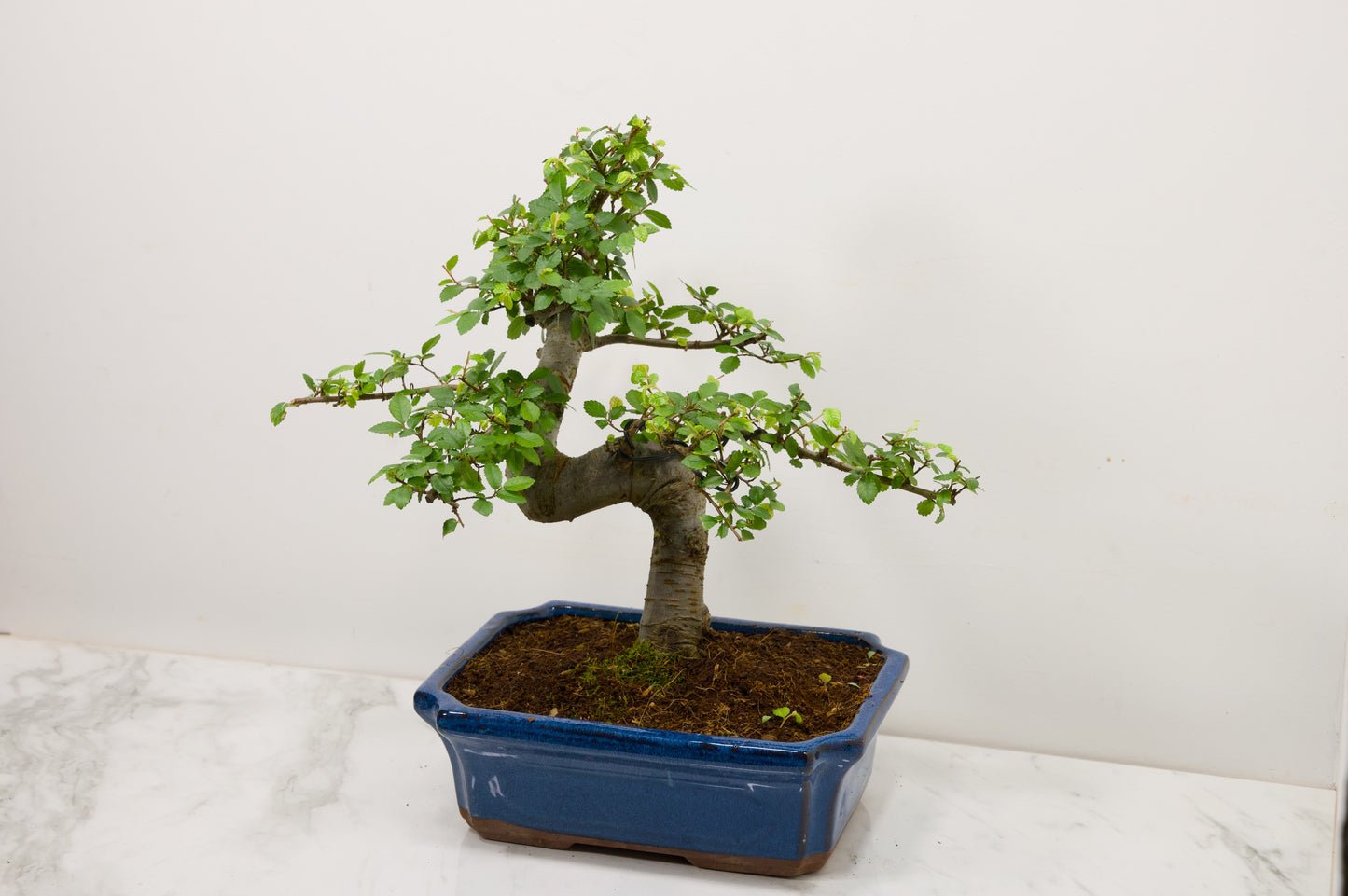 Large Chinese Elm Bonsai and Care Kit in 24cm Blue Ceramic Pot