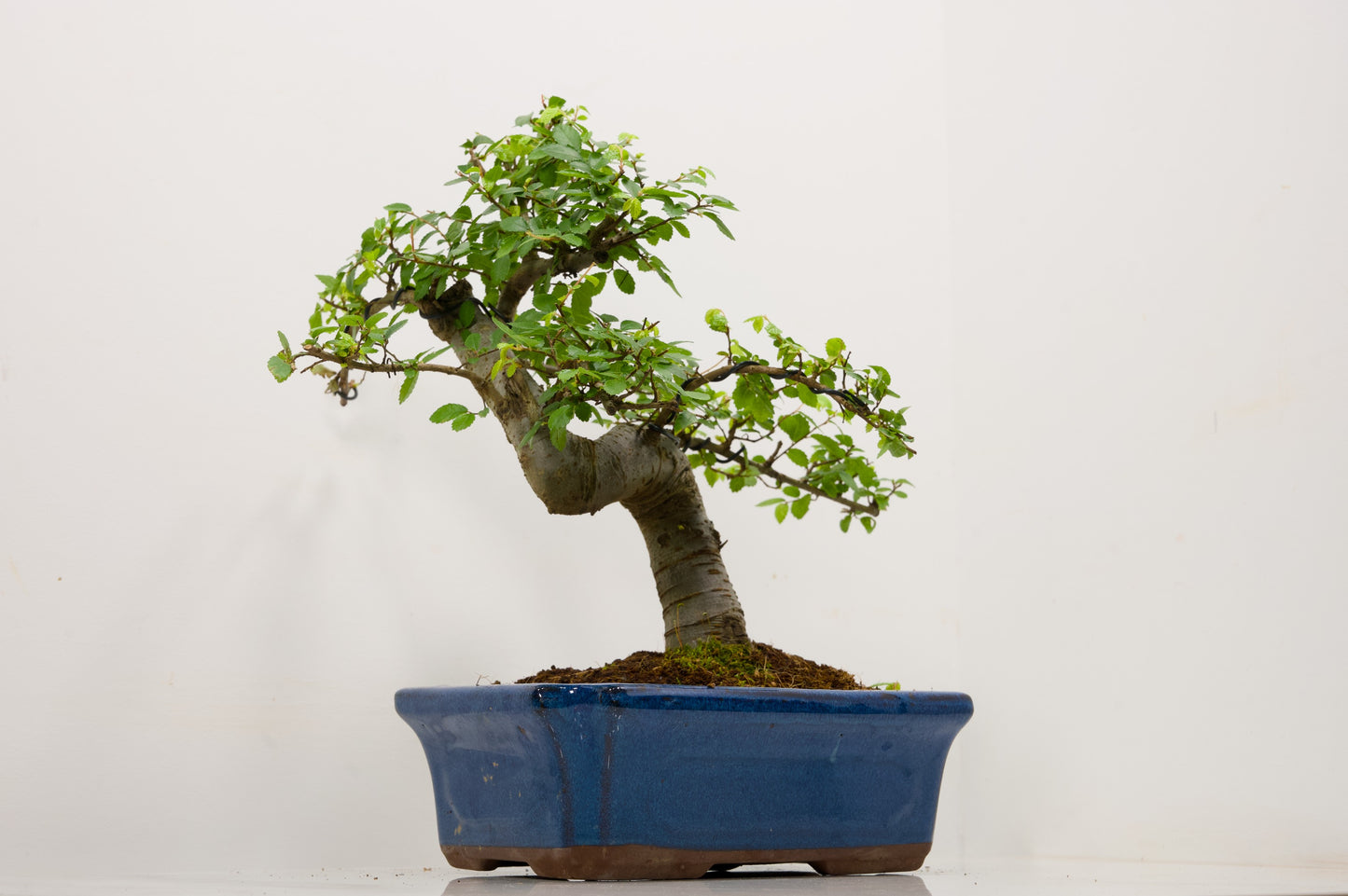 Large Chinese Elm Bonsai and Care Kit in 24cm Blue Ceramic Pot