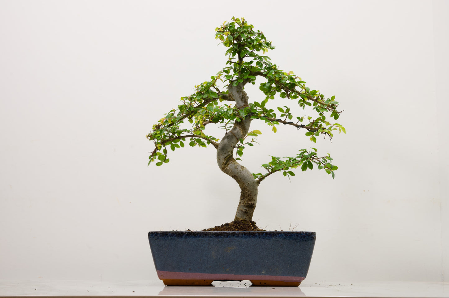 Chinese Elm Bonsai and Care Kit in 25cm Navy Ceramic Pot