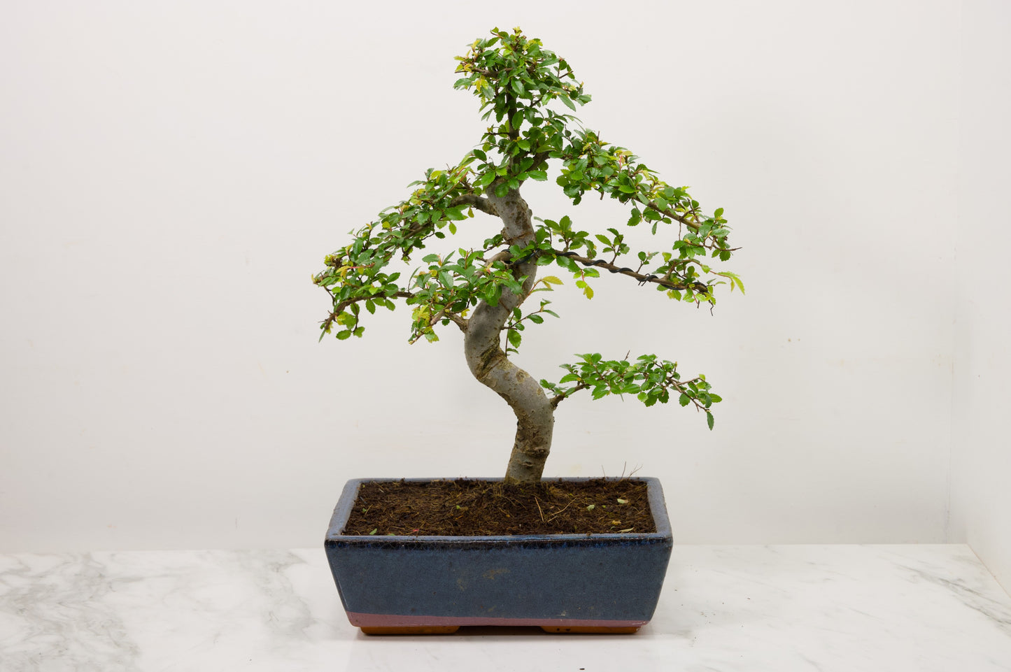Chinese Elm Bonsai and Care Kit in 25cm Navy Ceramic Pot