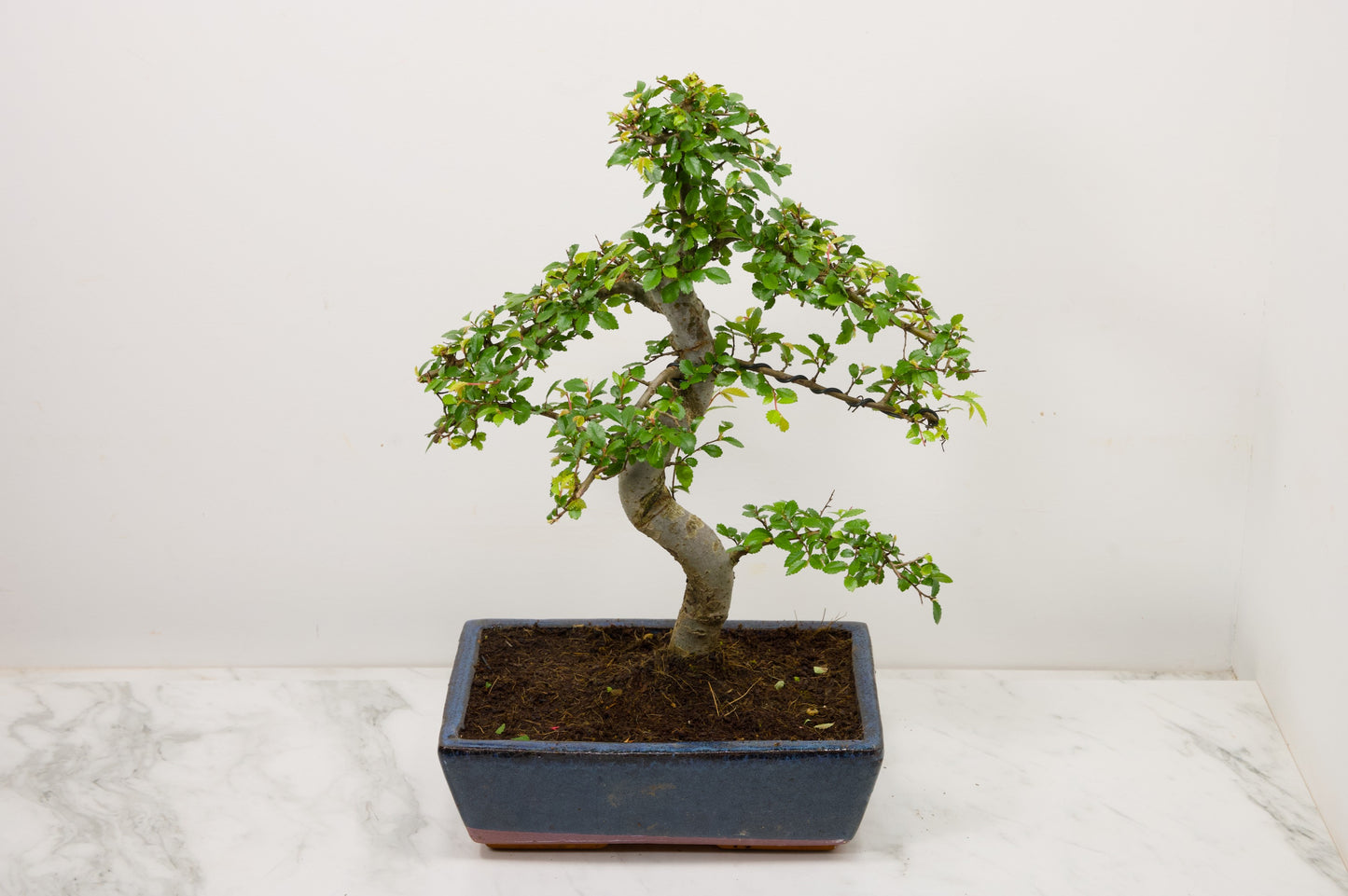 Chinese Elm Bonsai and Care Kit in 25cm Navy Ceramic Pot