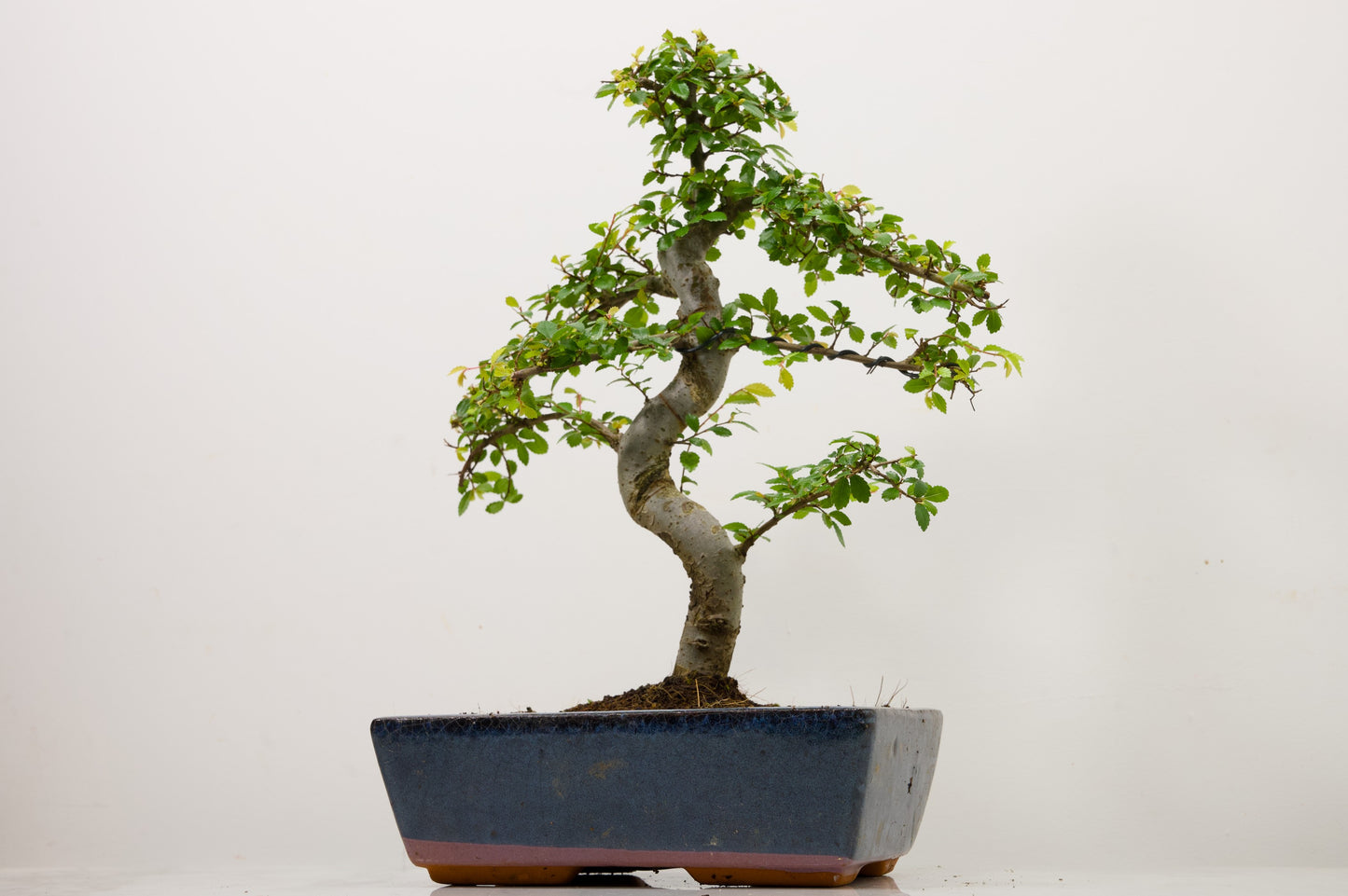 Chinese Elm Bonsai and Care Kit in 25cm Navy Ceramic Pot