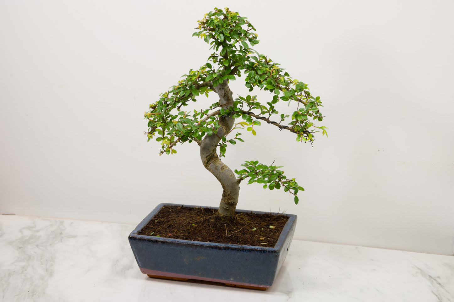 Chinese Elm Bonsai and Care Kit in 25cm Navy Ceramic Pot