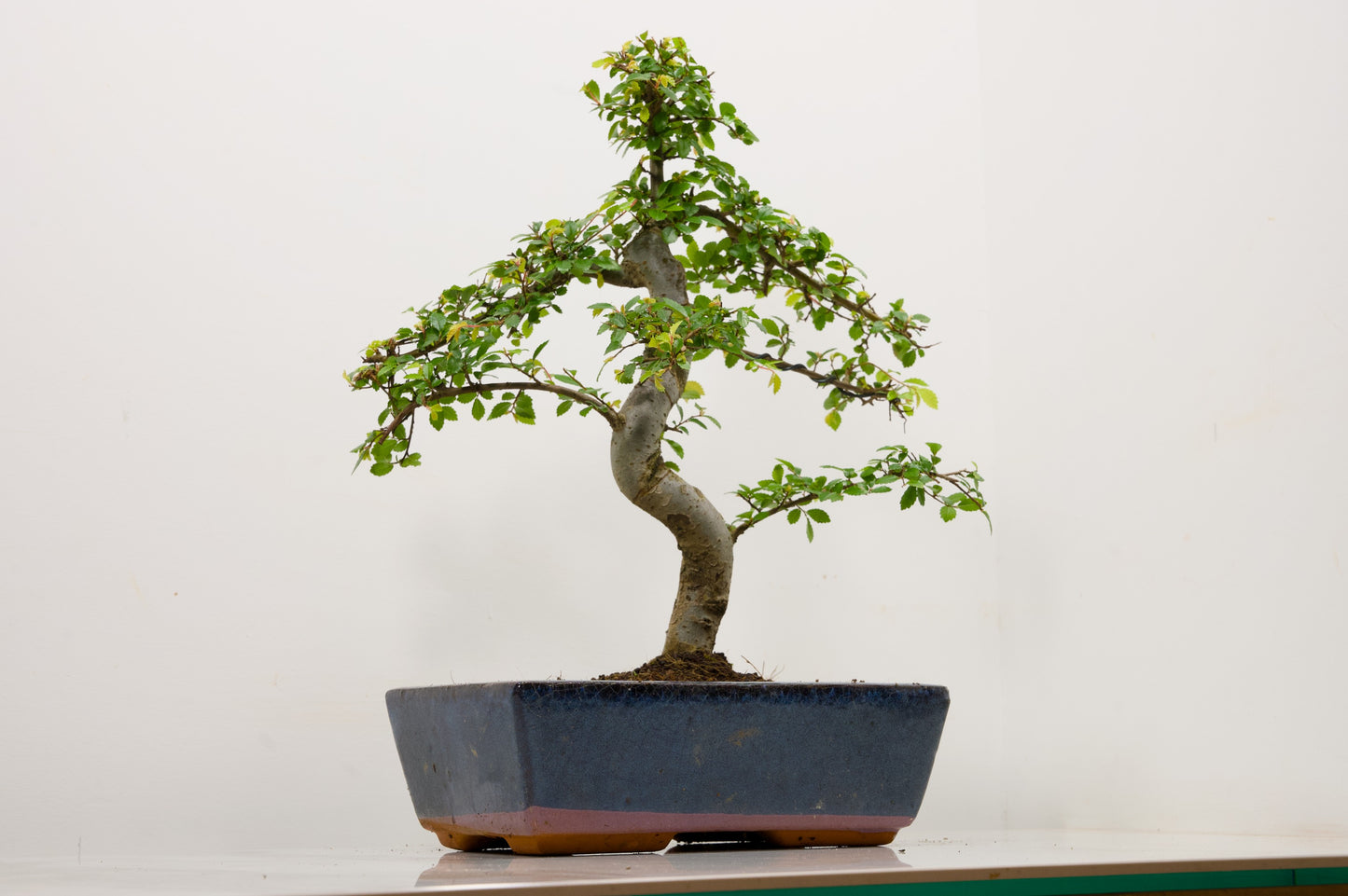 Chinese Elm Bonsai and Care Kit in 25cm Navy Ceramic Pot