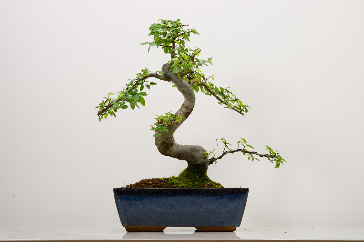 Chinese Elm Bonsai and Care Kit in 25cm Navy Ceramic Pot
