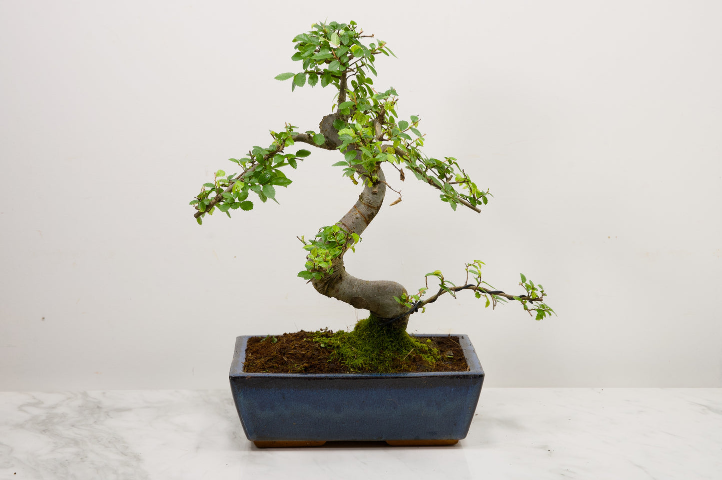 Chinese Elm Bonsai and Care Kit in 25cm Navy Ceramic Pot