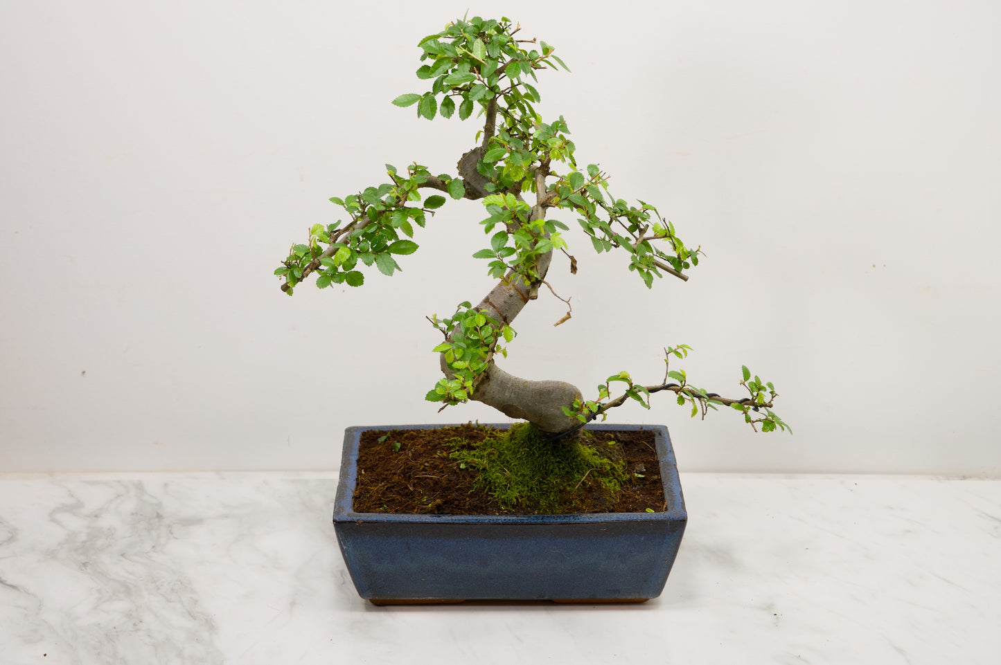 Chinese Elm Bonsai and Care Kit in 25cm Navy Ceramic Pot