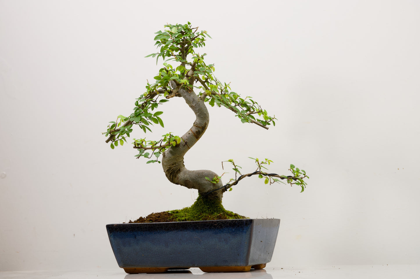 Chinese Elm Bonsai and Care Kit in 25cm Navy Ceramic Pot