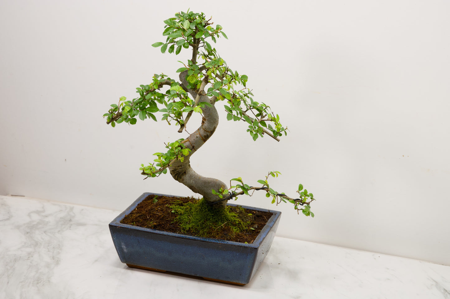 Chinese Elm Bonsai and Care Kit in 25cm Navy Ceramic Pot