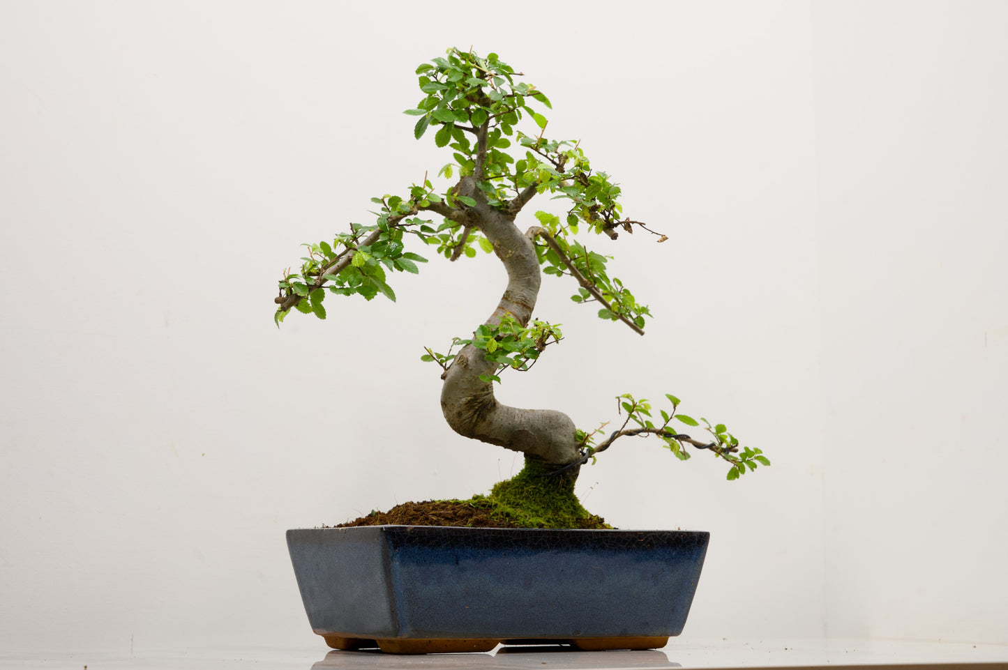 Chinese Elm Bonsai and Care Kit in 25cm Navy Ceramic Pot