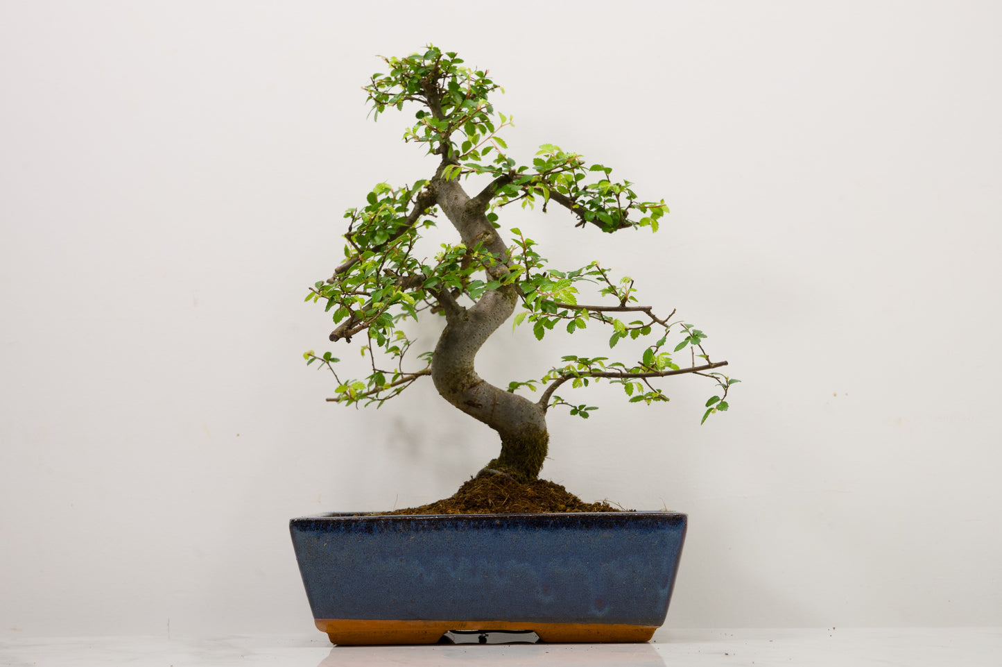 Chinese Elm Bonsai and Care Kit in 25cm Navy Ceramic Pot