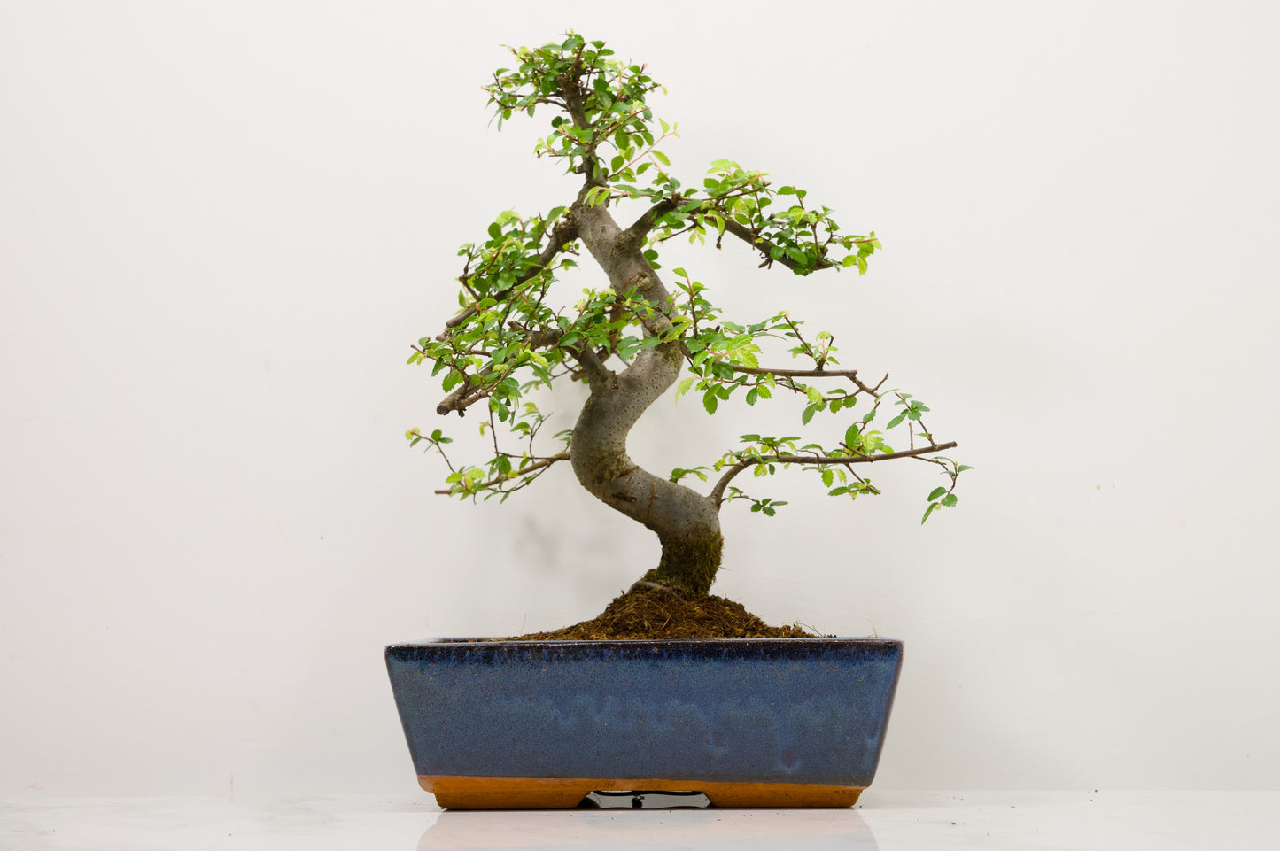 Chinese Elm Bonsai and Care Kit in 25cm Navy Ceramic Pot