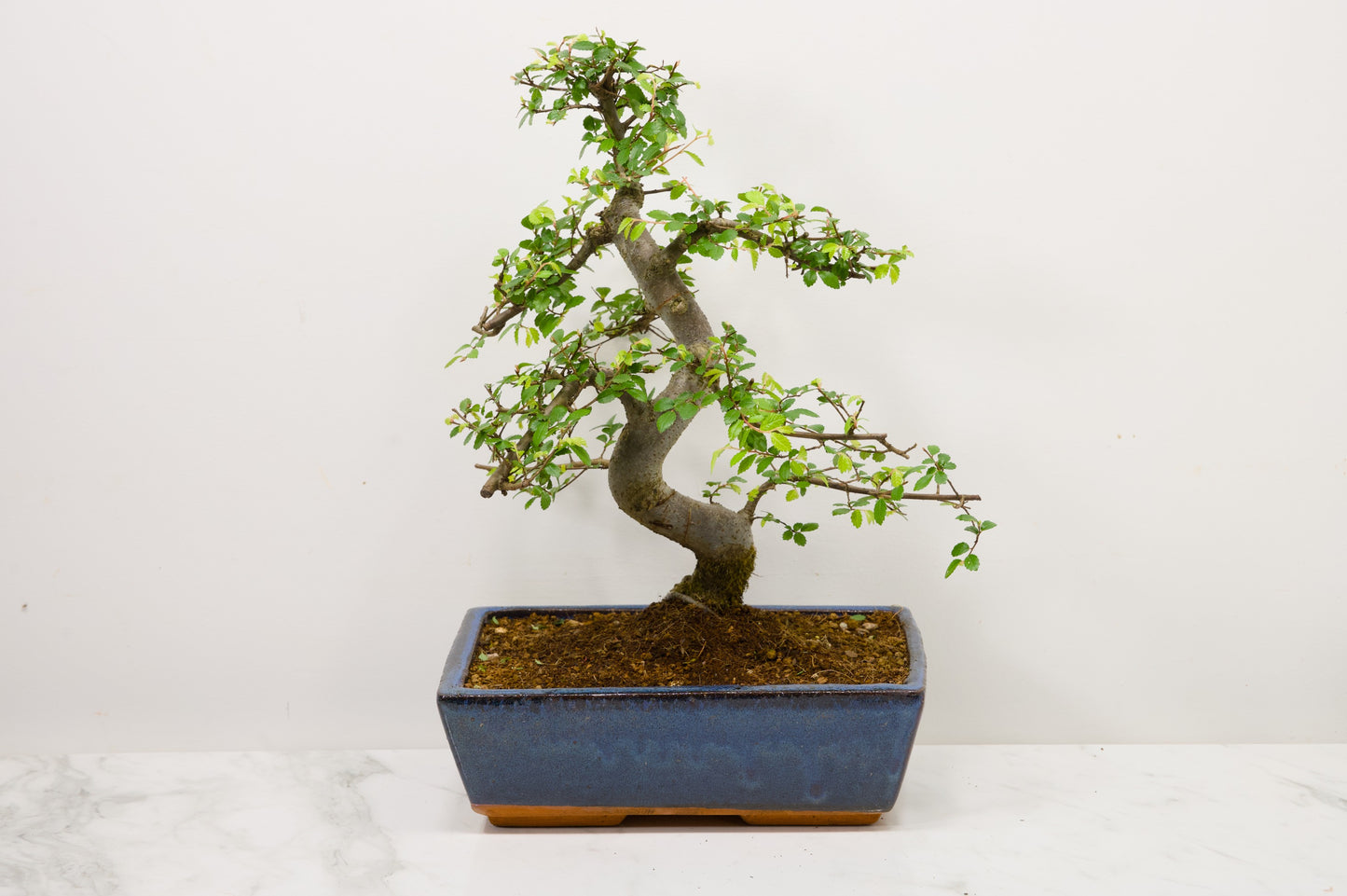 Chinese Elm Bonsai and Care Kit in 25cm Navy Ceramic Pot