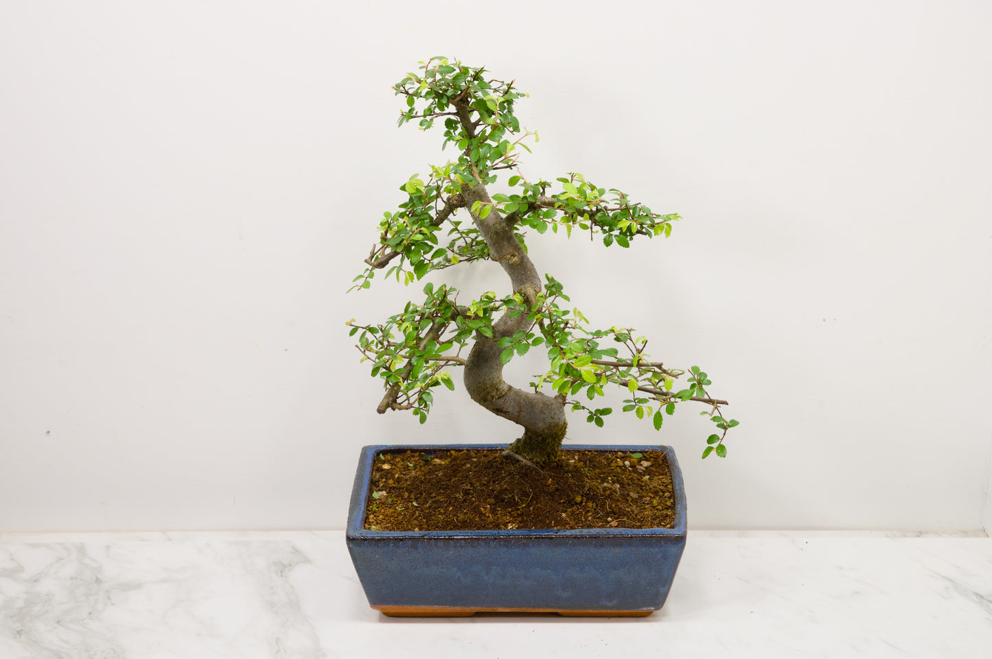 Chinese Elm Bonsai and Care Kit in 25cm Navy Ceramic Pot