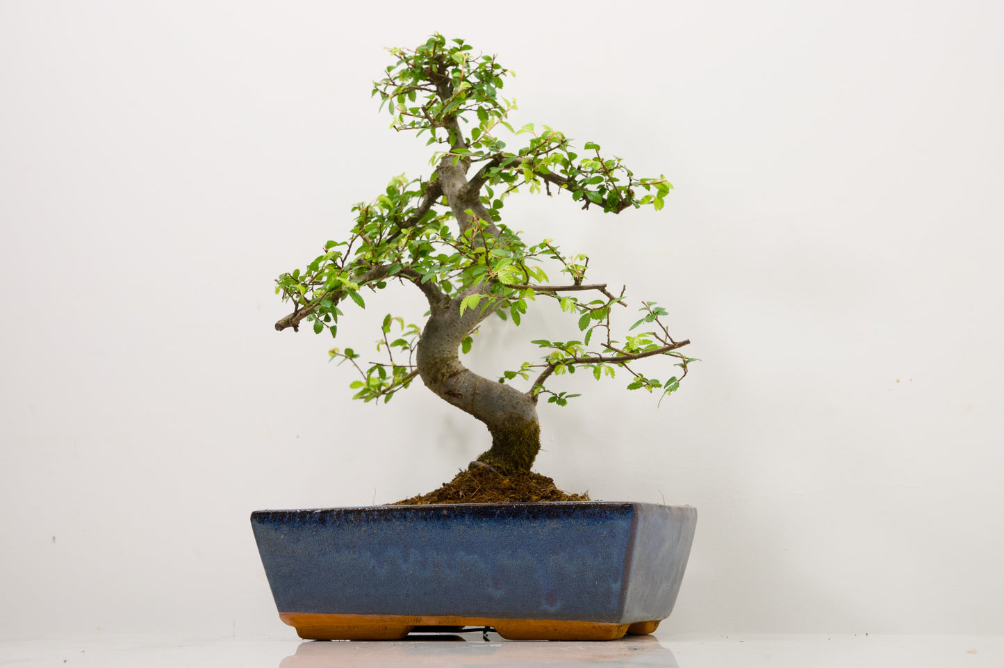 Chinese Elm Bonsai and Care Kit in 25cm Navy Ceramic Pot