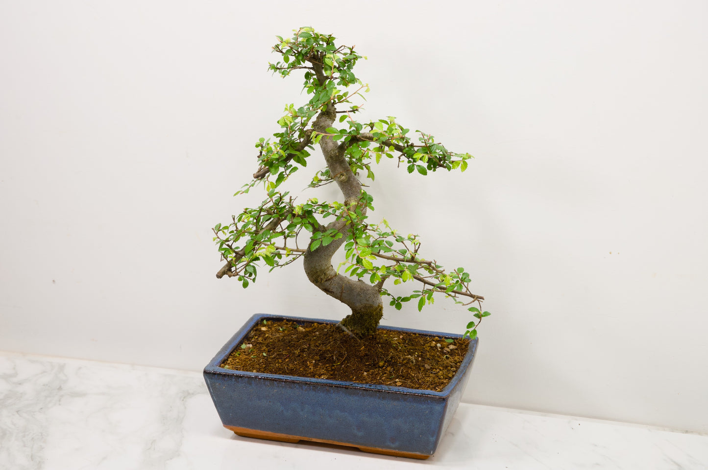 Chinese Elm Bonsai and Care Kit in 25cm Navy Ceramic Pot