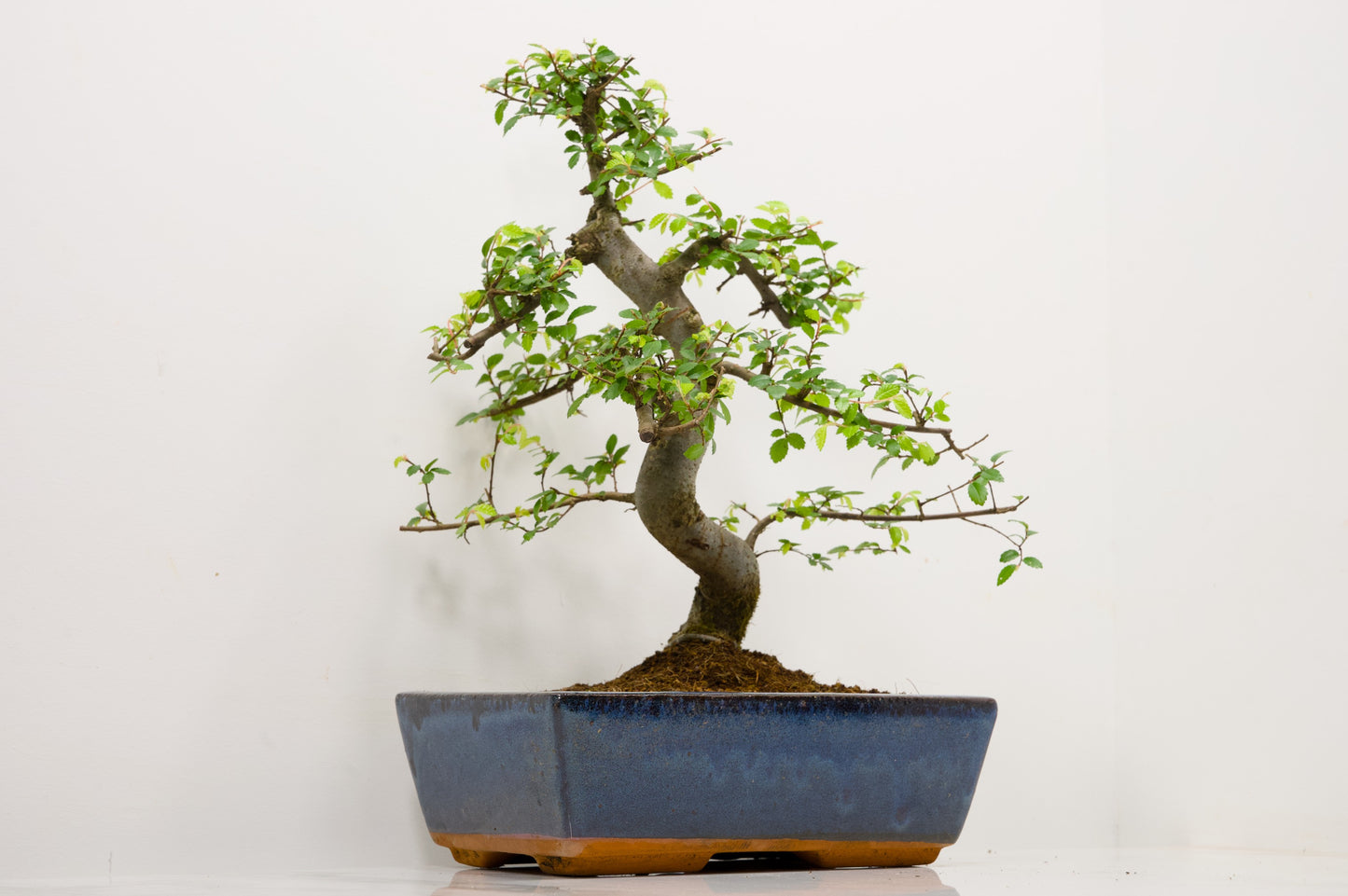 Chinese Elm Bonsai and Care Kit in 25cm Navy Ceramic Pot