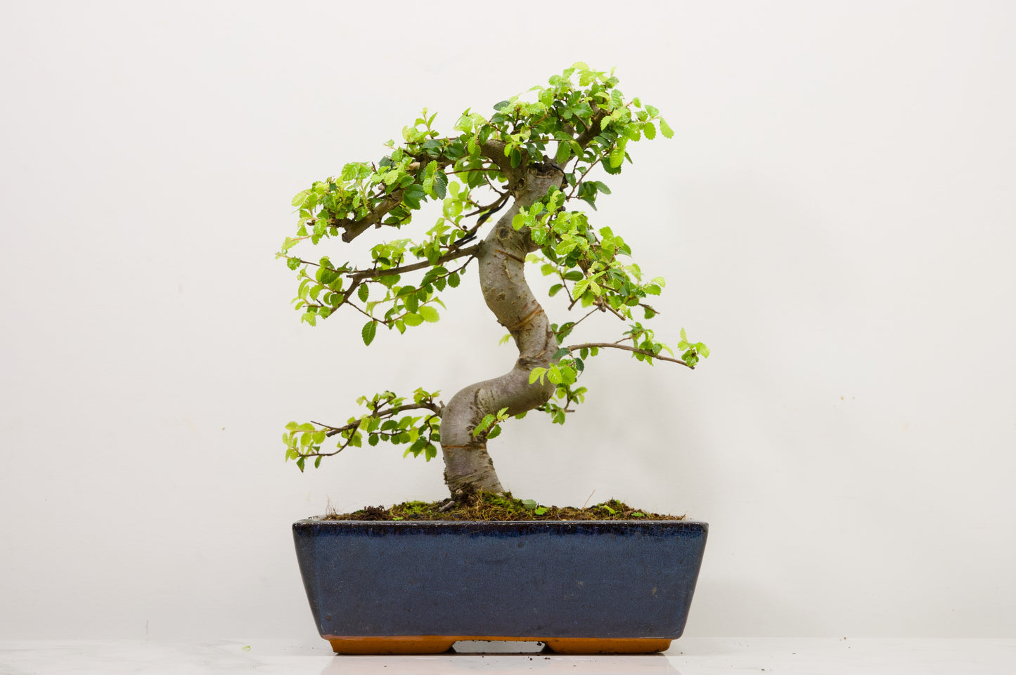 Chinese Elm Bonsai and Care Kit in 25cm Navy Ceramic Pot