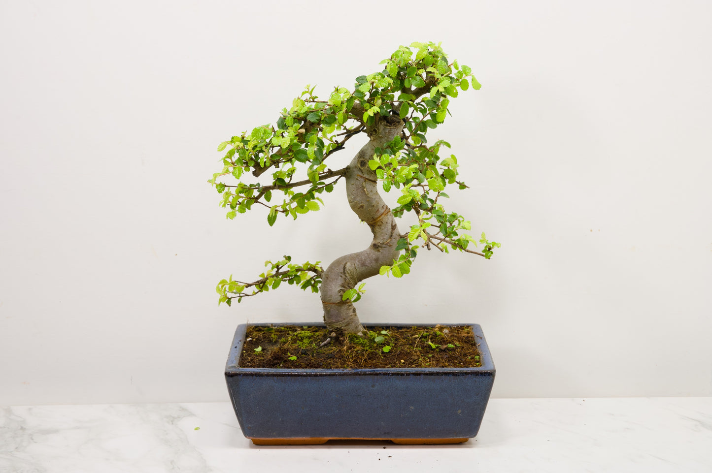 Chinese Elm Bonsai and Care Kit in 25cm Navy Ceramic Pot