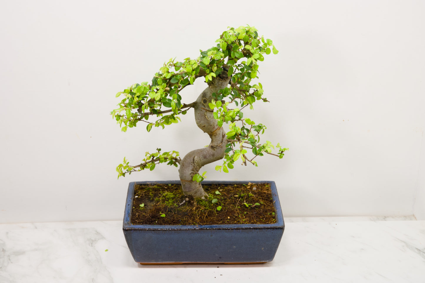 Chinese Elm Bonsai and Care Kit in 25cm Navy Ceramic Pot
