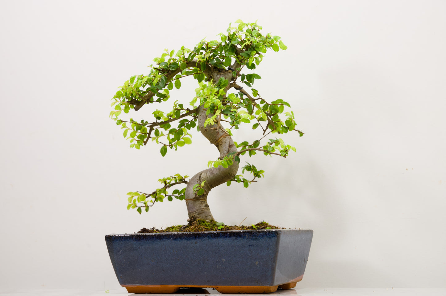 Chinese Elm Bonsai and Care Kit in 25cm Navy Ceramic Pot
