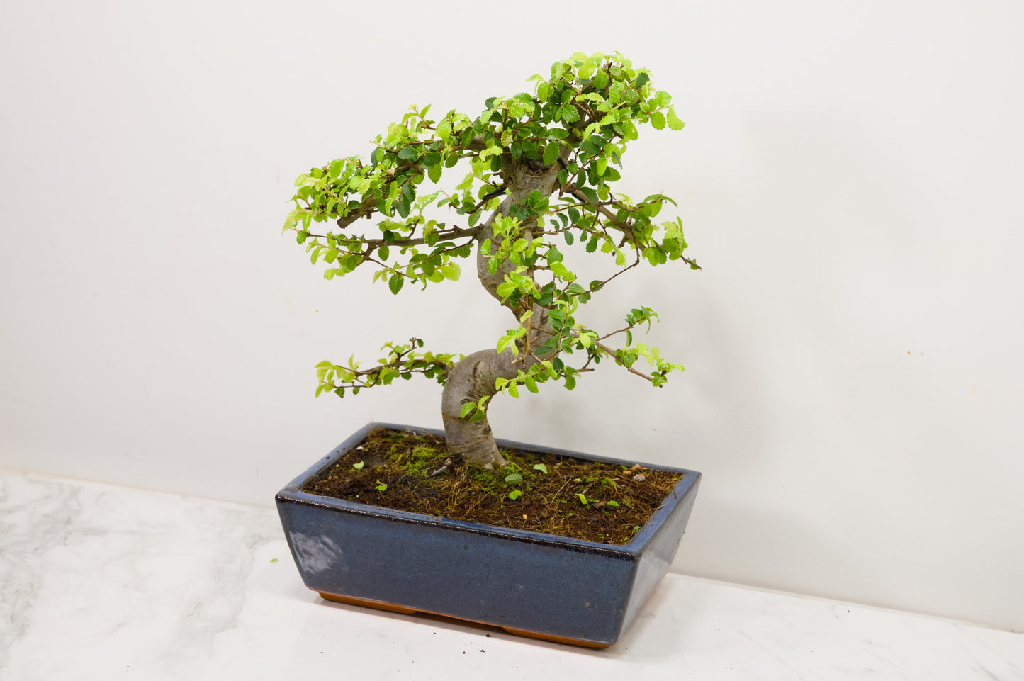 Chinese Elm Bonsai and Care Kit in 25cm Navy Ceramic Pot