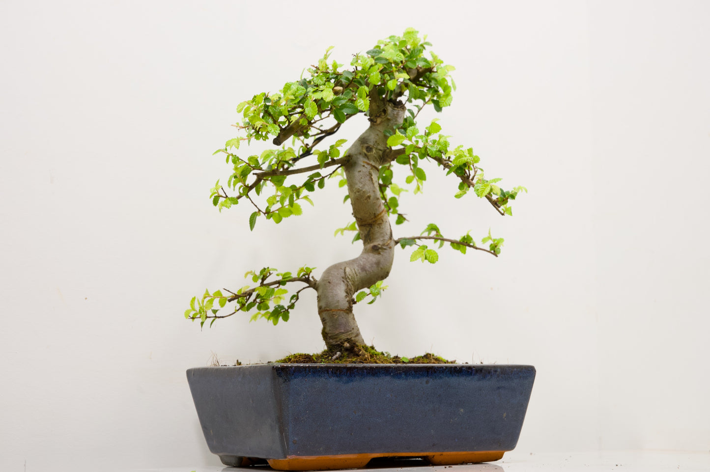 Chinese Elm Bonsai and Care Kit in 25cm Navy Ceramic Pot