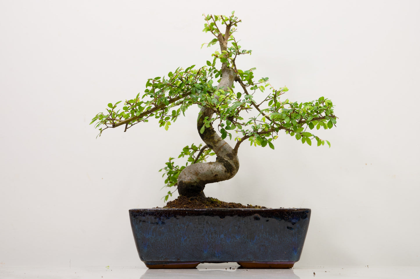 Chinese Elm Bonsai and Care Kit in 25cm Navy Ceramic Pot