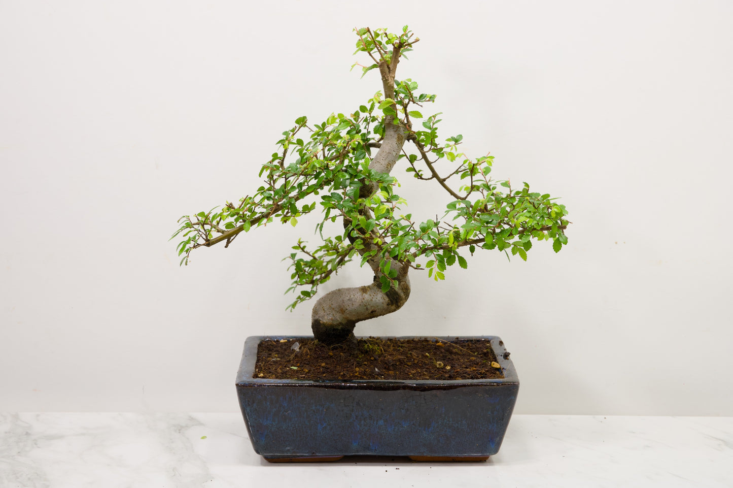 Chinese Elm Bonsai and Care Kit in 25cm Navy Ceramic Pot