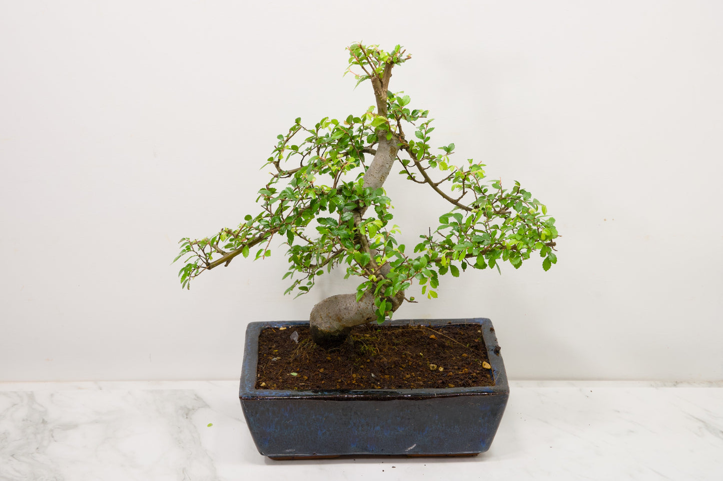Chinese Elm Bonsai and Care Kit in 25cm Navy Ceramic Pot