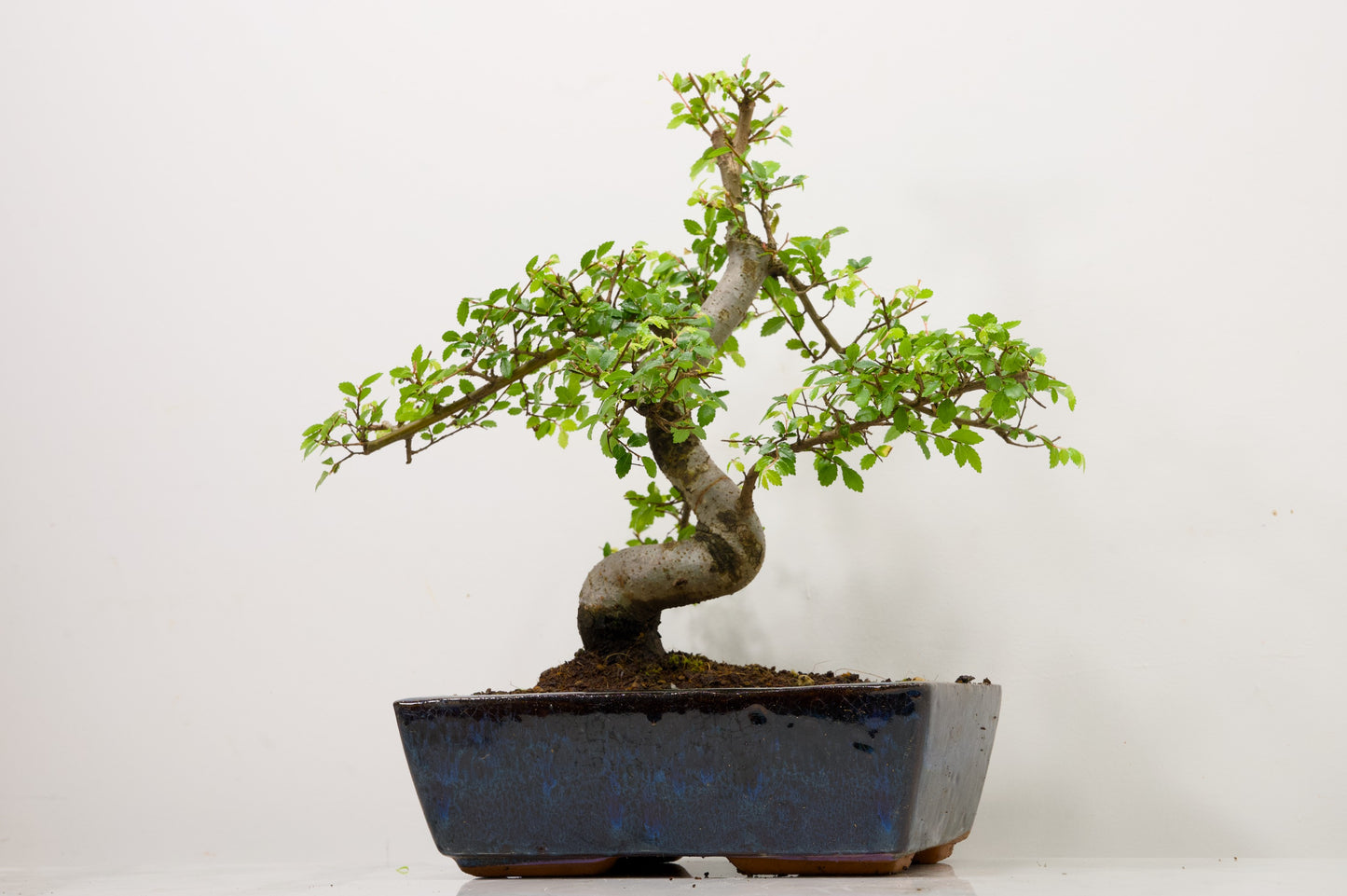Chinese Elm Bonsai and Care Kit in 25cm Navy Ceramic Pot