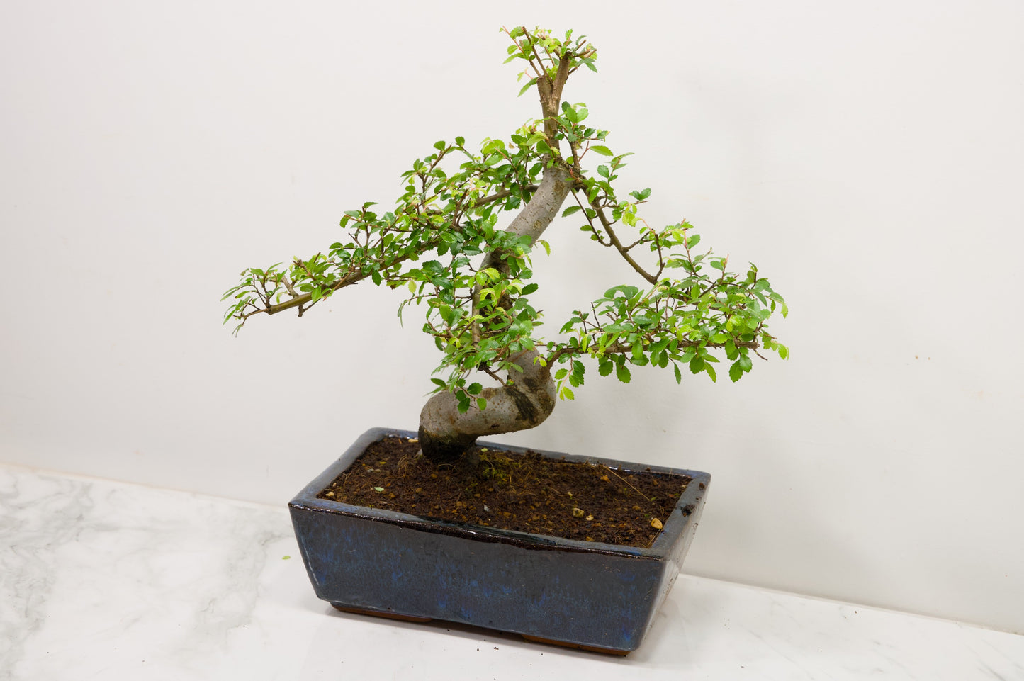 Chinese Elm Bonsai and Care Kit in 25cm Navy Ceramic Pot