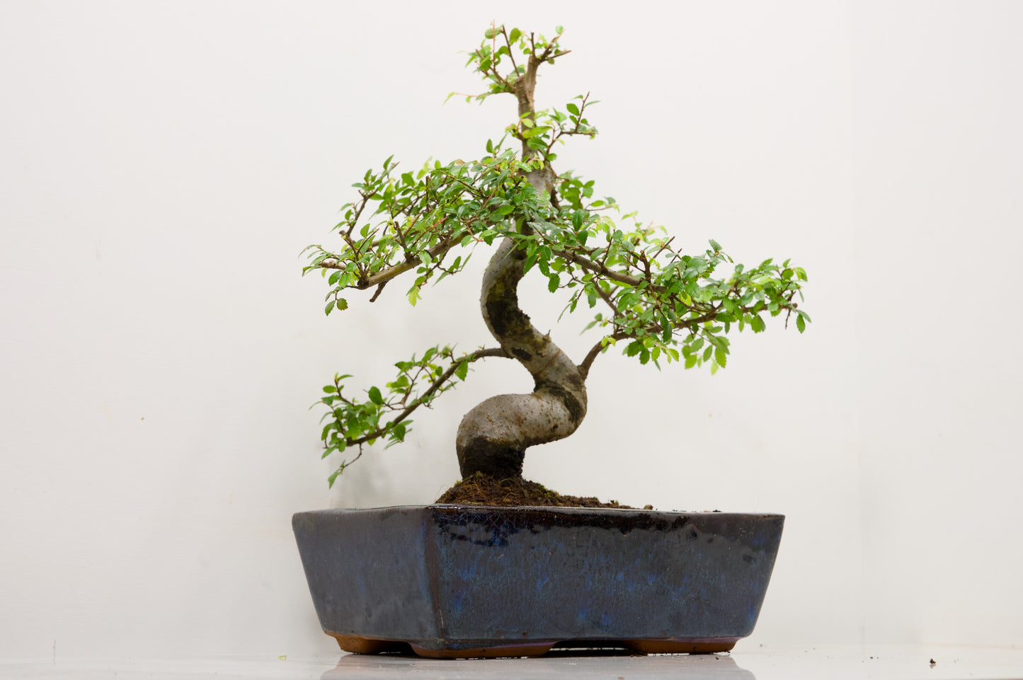 Chinese Elm Bonsai and Care Kit in 25cm Navy Ceramic Pot