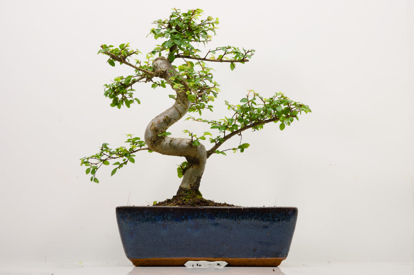 Chinese Elm Bonsai and Care Kit in 25cm Navy Ceramic Pot