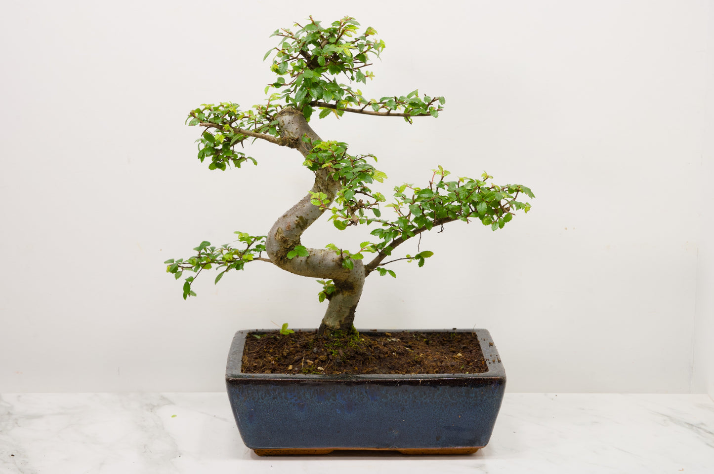 Chinese Elm Bonsai and Care Kit in 25cm Navy Ceramic Pot