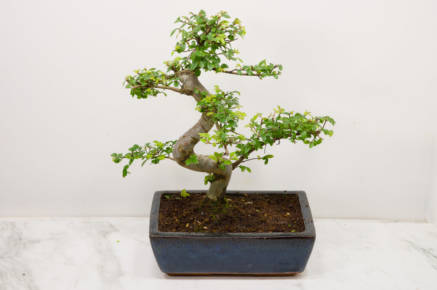 Chinese Elm Bonsai and Care Kit in 25cm Navy Ceramic Pot