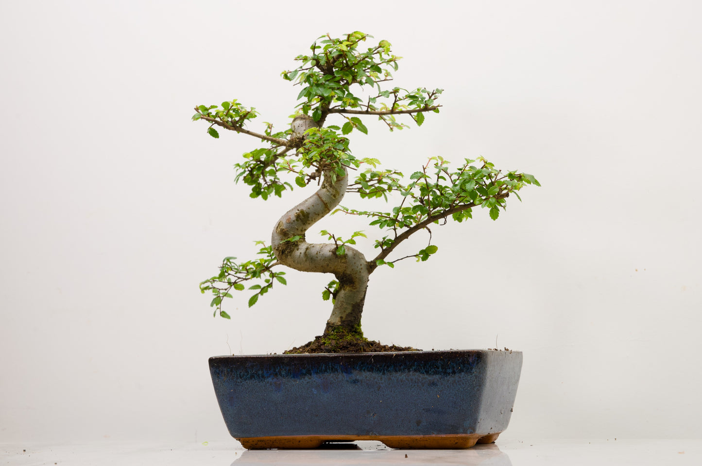 Chinese Elm Bonsai and Care Kit in 25cm Navy Ceramic Pot