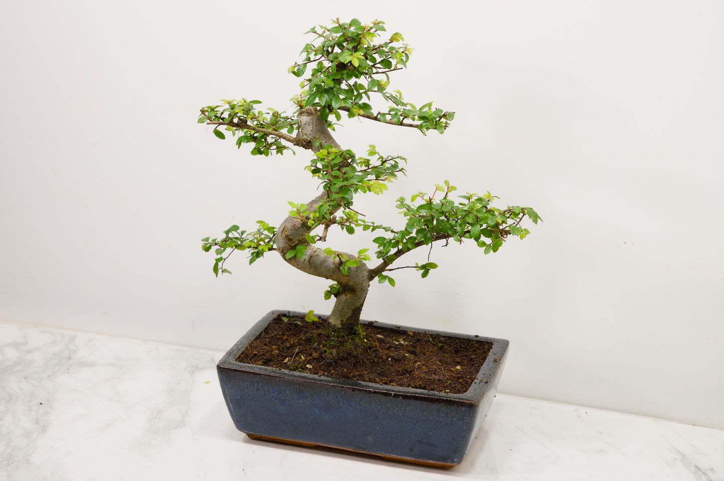 Chinese Elm Bonsai and Care Kit in 25cm Navy Ceramic Pot