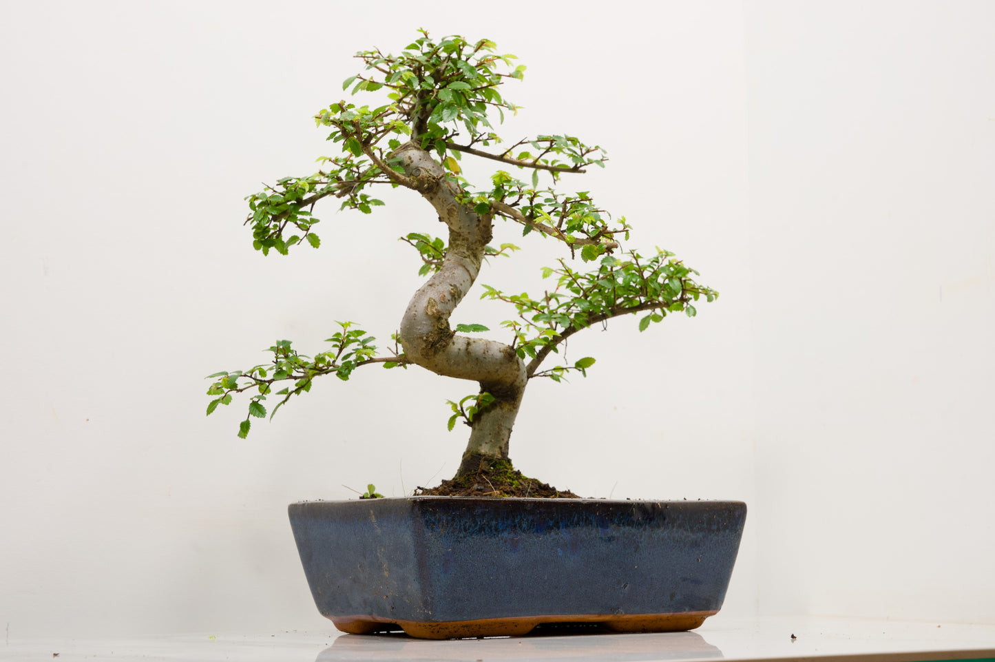 Chinese Elm Bonsai and Care Kit in 25cm Navy Ceramic Pot
