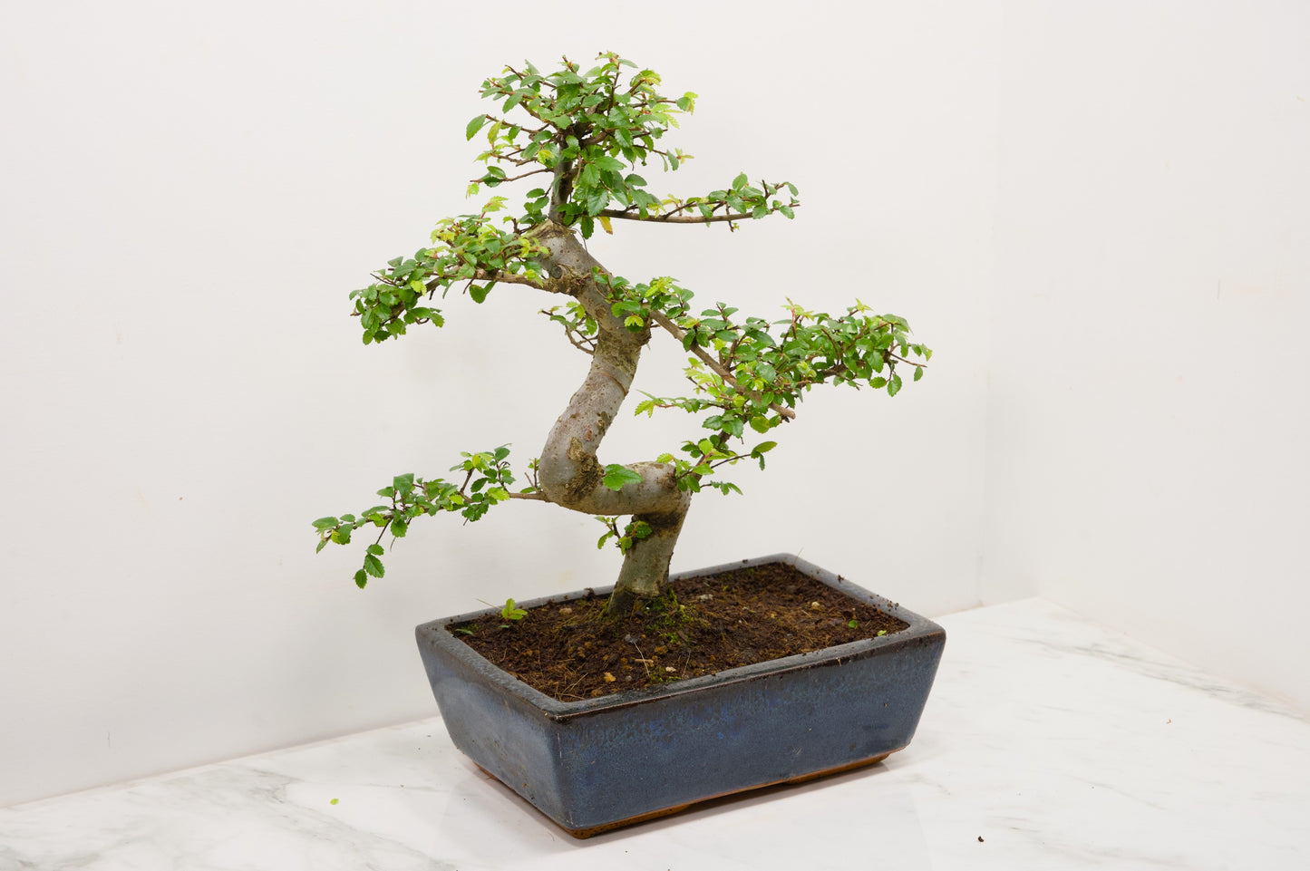 Chinese Elm Bonsai and Care Kit in 25cm Navy Ceramic Pot