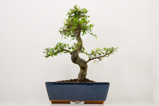Chinese Elm Bonsai and Care Kit in 25cm Navy Ceramic Pot