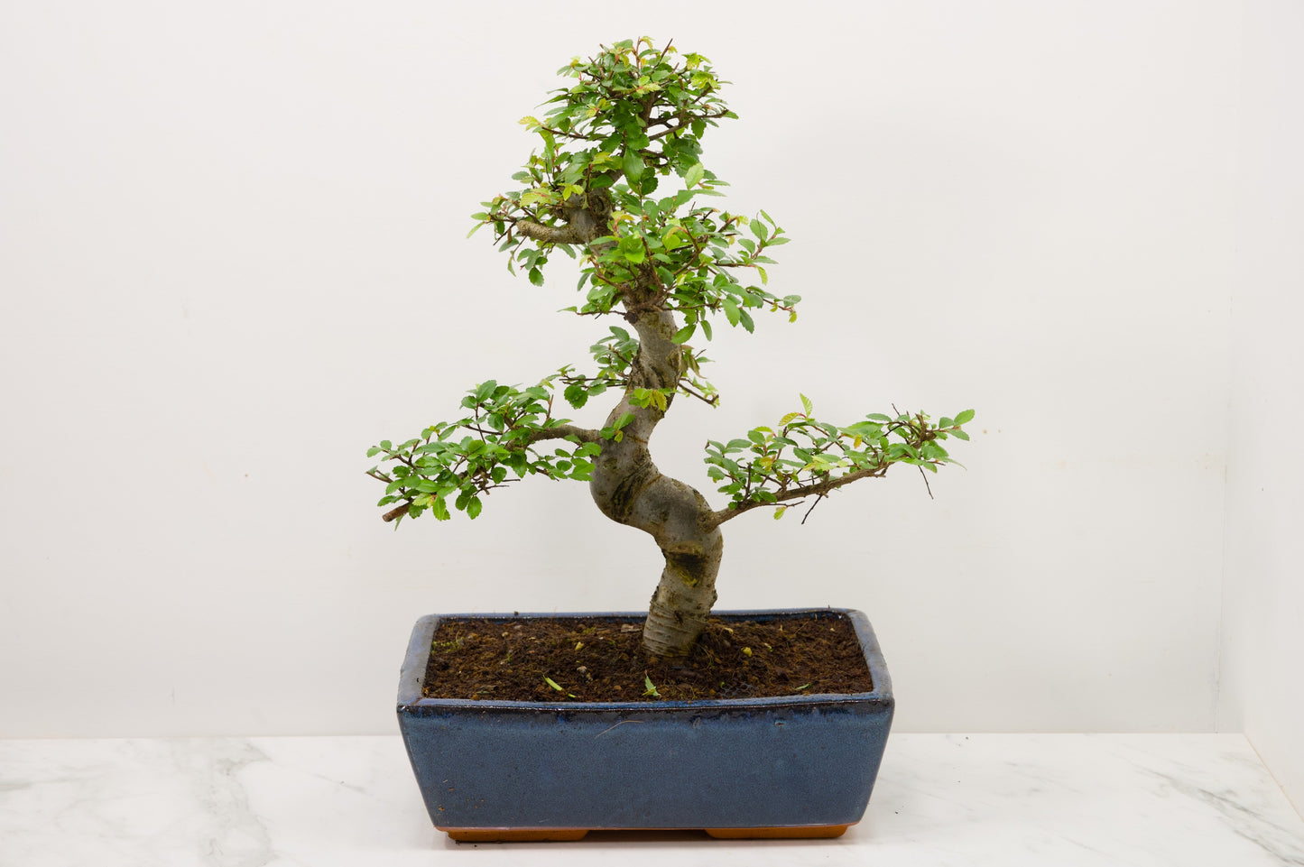 Chinese Elm Bonsai and Care Kit in 25cm Navy Ceramic Pot