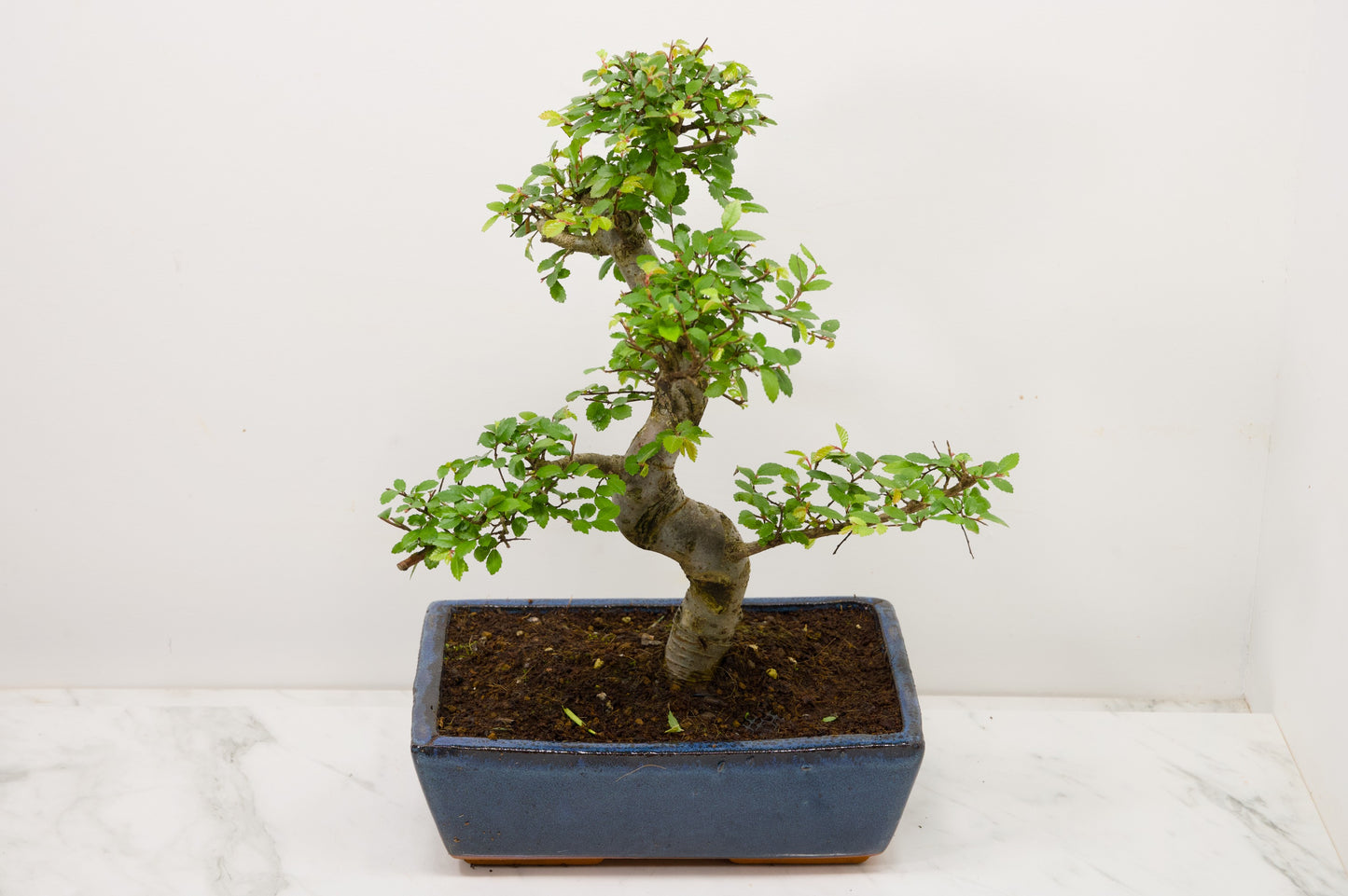 Chinese Elm Bonsai and Care Kit in 25cm Navy Ceramic Pot