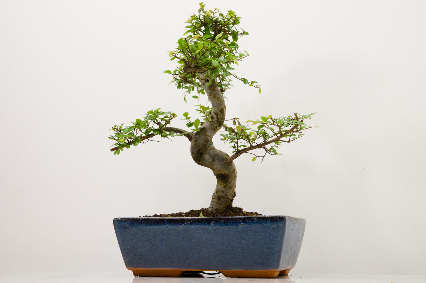 Chinese Elm Bonsai and Care Kit in 25cm Navy Ceramic Pot