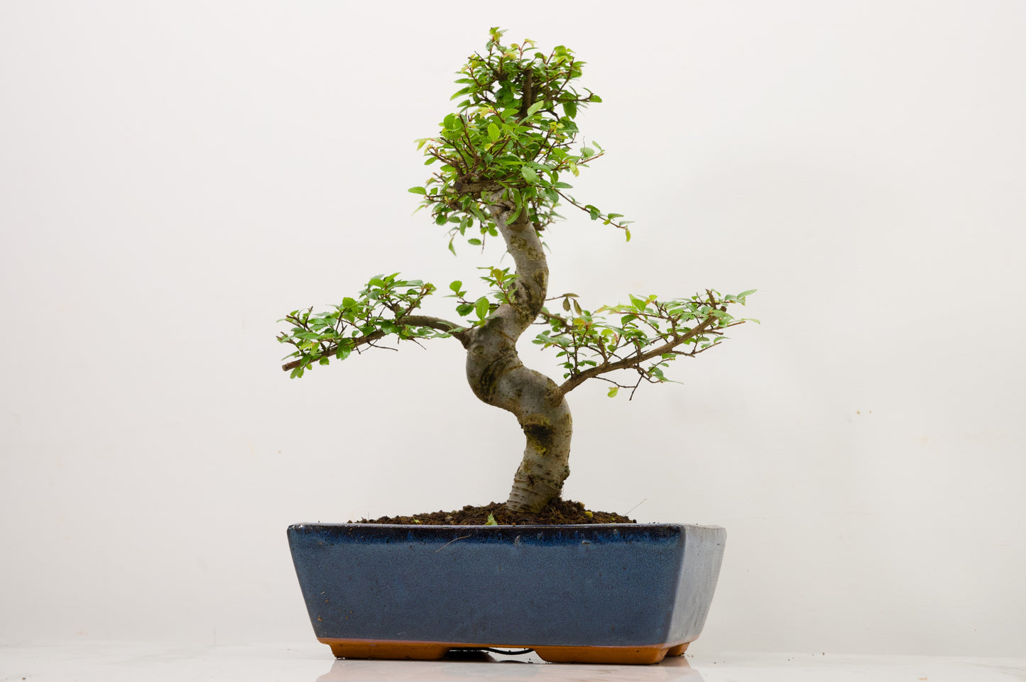 Chinese Elm Bonsai and Care Kit in 25cm Navy Ceramic Pot