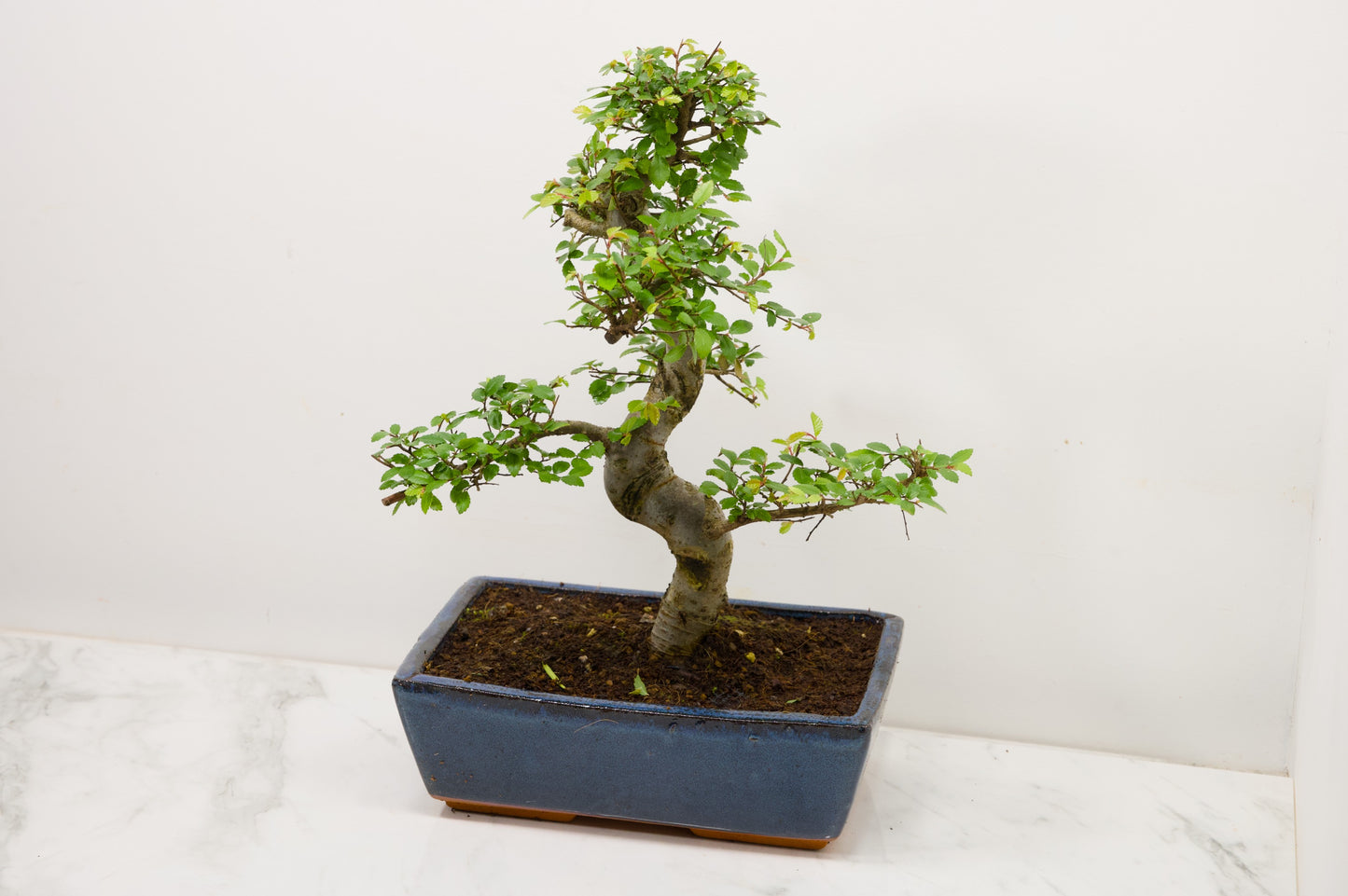 Chinese Elm Bonsai and Care Kit in 25cm Navy Ceramic Pot